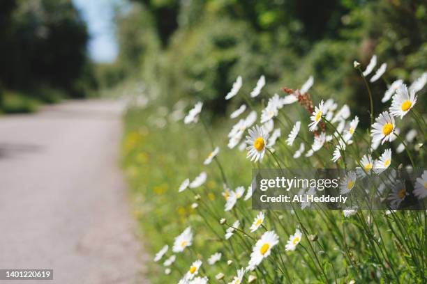 oxeye daisies flowering by the camel trail - via ladeada de relva imagens e fotografias de stock