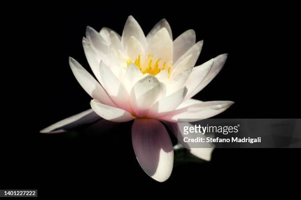 flower on black background - lotus flower studio stock pictures, royalty-free photos & images
