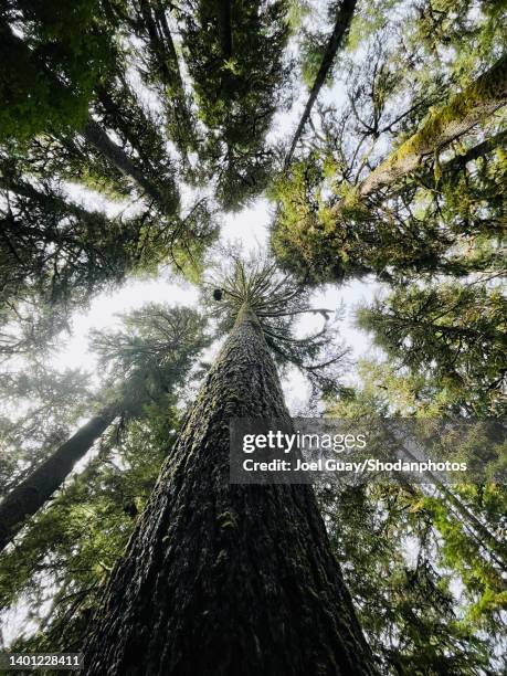 looking up tall tree into forest canopy - olympic peninsula stock pictures, royalty-free photos & images