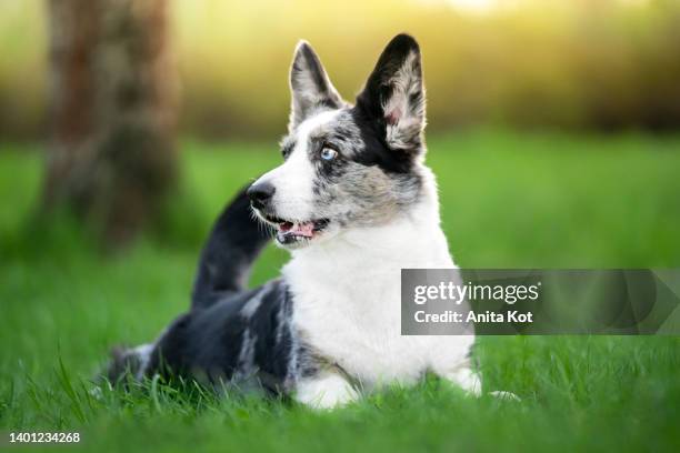 portrait of a welsh corgi cardigan dog - cardigan welsh corgi stock pictures, royalty-free photos & images