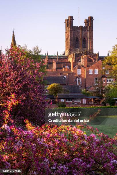 cherry blossom, chester cathedral, chester, cheshire, england - chester cathedral imagens e fotografias de stock