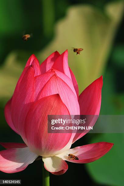 81 Bees Flying Above Stock Photos, High-Res Pictures, and Images ...
