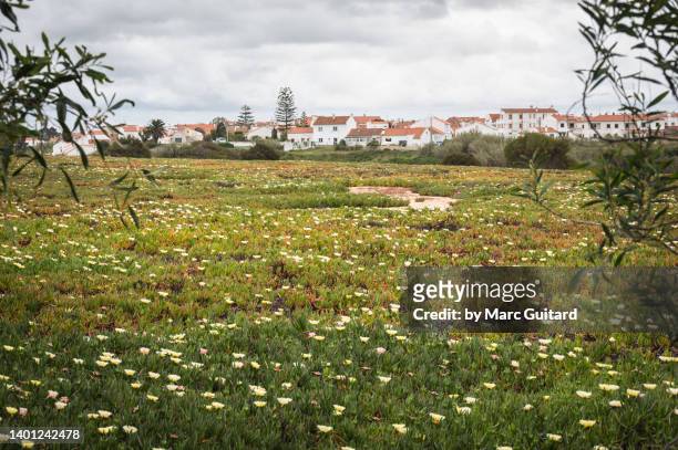 the village of almograve behind a field of wild flowers along the rota vicentina in southwest portugal - alentejo stockfoto's en -beelden