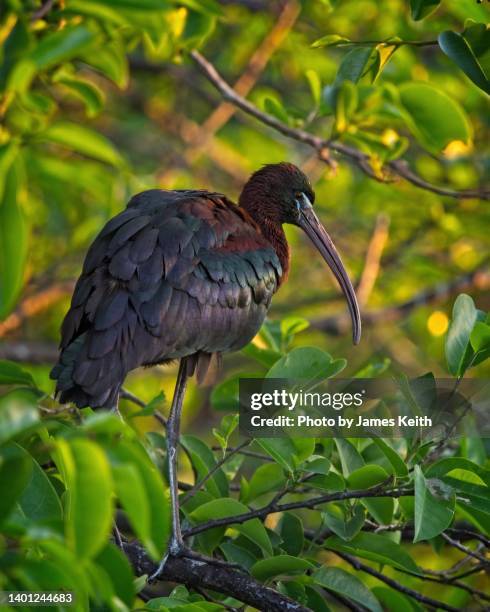 glossy ibis - threskiornithidae stock pictures, royalty-free photos & images