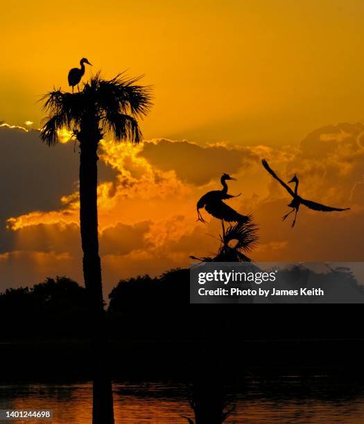 herons take flight in the glow of a sunrise. - viera fl stock pictures, royalty-free photos & images