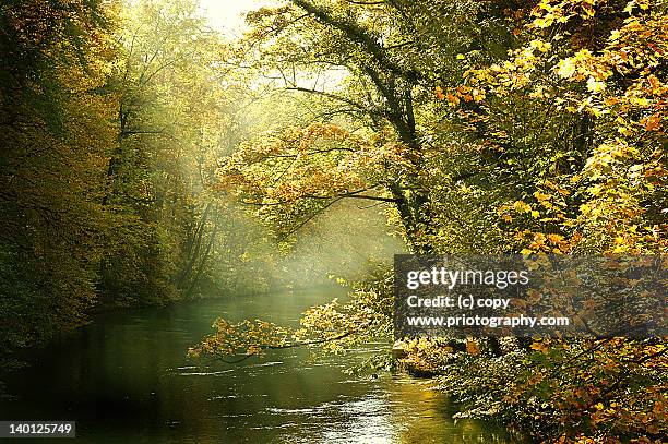 autumn trees by isar riverside - isar münchen stock pictures, royalty-free photos & images