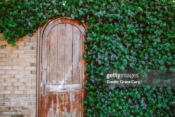 weathered garden door surrounded by brick wall with overflowing ivy - alexandria virginia stockfoto's en -beelden