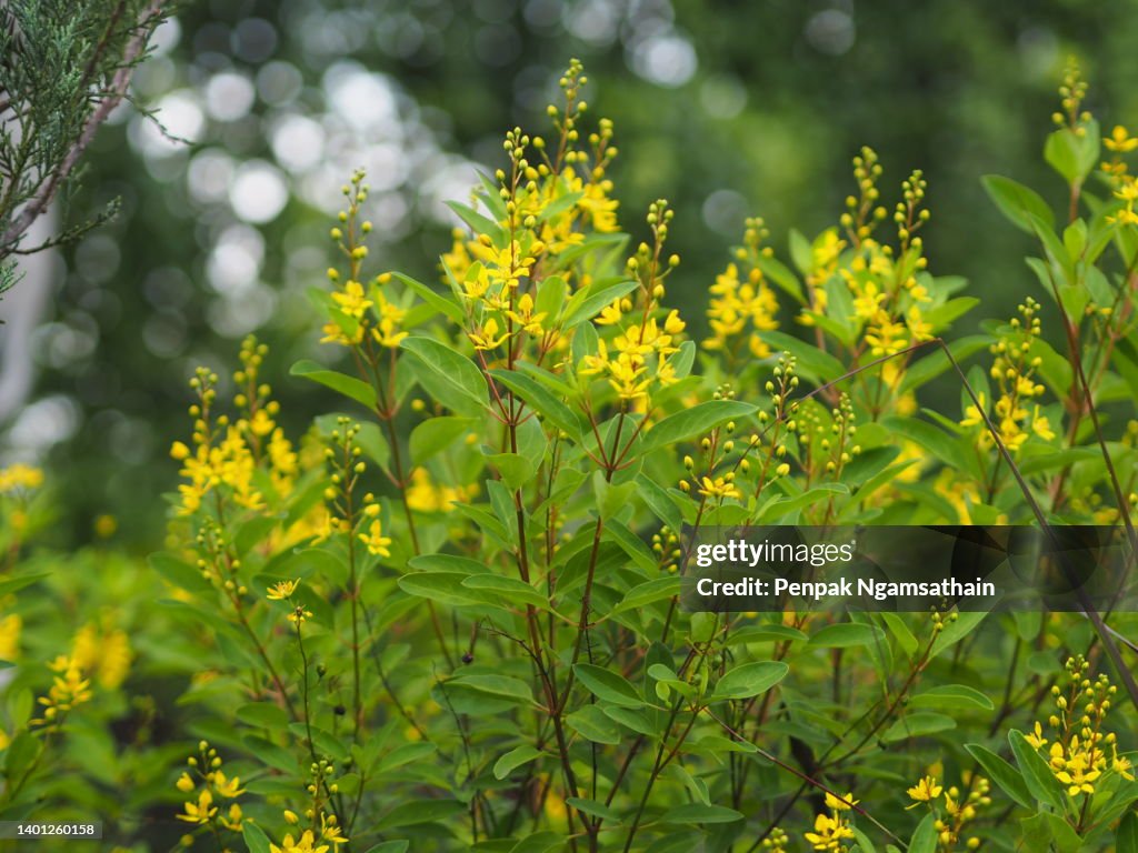 Little Yellow flower Thryallis glauca, Galphimia, Gold Shower medium shrub Dark yellow flowers inflorescence will be released at end of the branch tree blooming in garden on blurred nature background