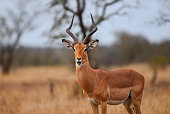 A male impala on an overcast morning on the grasslands of central Kruger