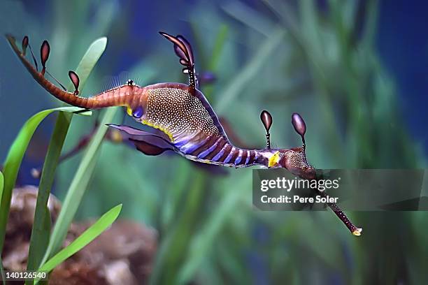 sea dragon - hippocampus stock pictures, royalty-free photos & images