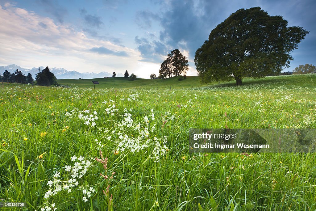 Simple trees on a bavarian meadow and dramatic sky
