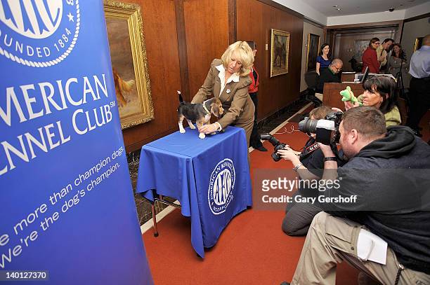 Jag, a Beagle puppy being photographed by the press as American Kennel Club announces Most Popular Dogs in the U.S. At American Kennel Club Offices...