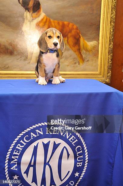 Jag, a Beagle puppy attends as American Kennel Club announces Most Popular Dogs in the U.S. At American Kennel Club Offices on February 28, 2012 in...