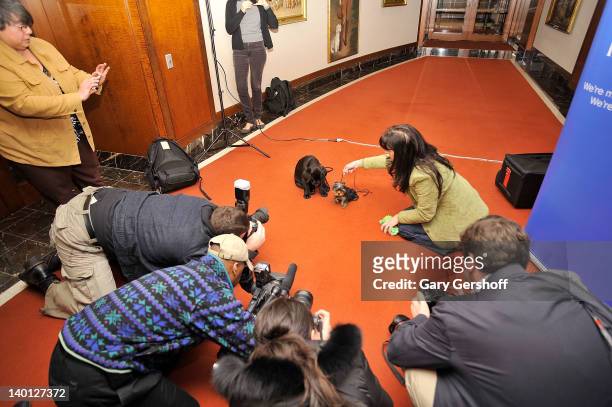 Atmosphere at the American Kennel Club as it announces Most Popular Dogs in the U.S. At American Kennel Club Offices on February 28, 2012 in New York...