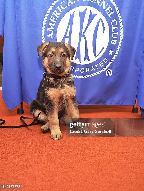 Ziva, a German Shepherd puppy attends as American Kennel Club announces Most Popular Dogs in the U.S. At American Kennel Club Offices on February 28,...