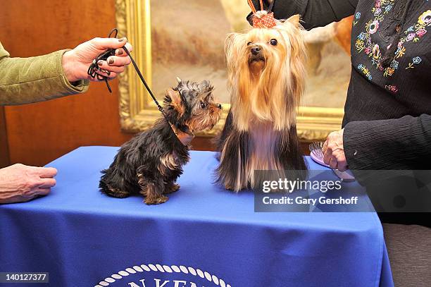 Sierra, a Yorkshire Terrier puppy and Heidi, a Yorkshire Terrier adult attend as American Kennel Club announces Most Popular Dogs in the U.S. At...