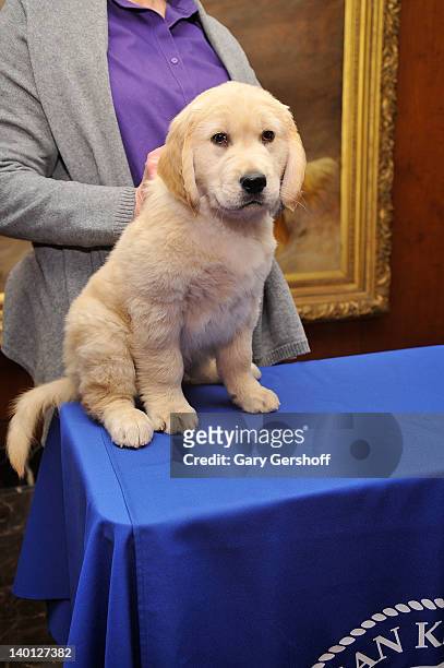 Toby, a Golden Retriever puppy attends as American Kennel Club announces Most Popular Dogs in the U.S. At American Kennel Club Offices on February...