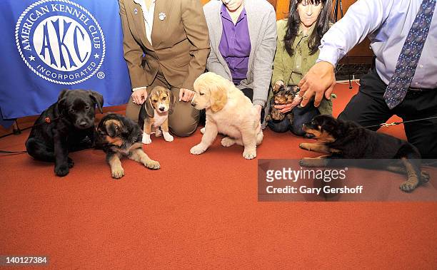 Brooklyn's Deli, a black Labrador Retriever pup, Ziva, a German Shepherd pup, Jag, a Beagle pup, Toby, a Golden Retriever pup, Sierra, a Yorkshire...