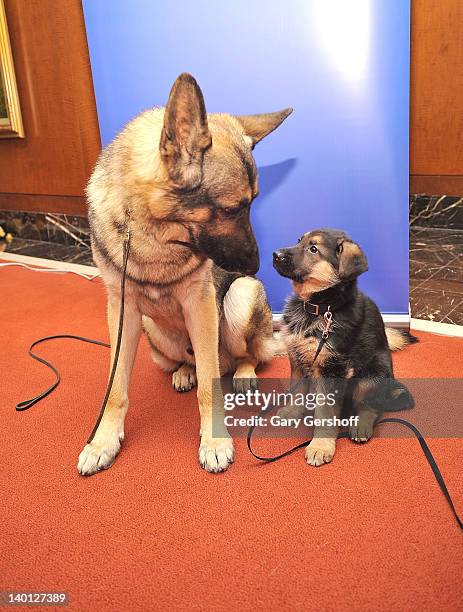 Commander, a German Shepherd adult and Ziva, a German Shepherd puppy attend as American Kennel Club announces Most Popular Dogs in the U.S. At...
