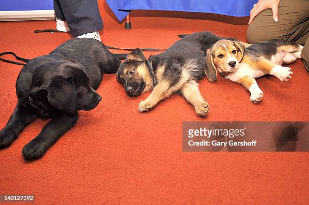 Brooklyn's Deli, a black Labrador Retriever pup, Ziva, a German Shepherd pup and Jag, a Beagle pup attend as American Kennel Club announces Most...