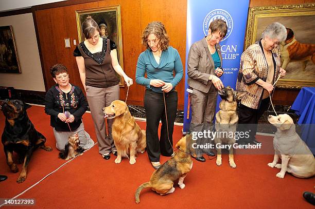 Rottweiler, Yorkshire Terrier, Golden Retriever, Beagle, German Shepherd and a white Labrador Retriever attend as American Kennel Club announces Most...