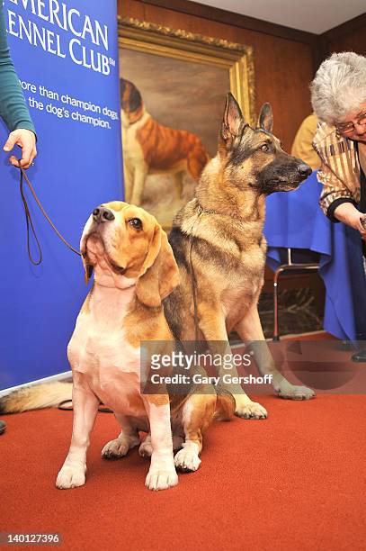 Leo, a Beagle and Commander, a German Shepherd attend as American Kennel Club announces Most Popular Dogs in the U.S. At American Kennel Club Offices...