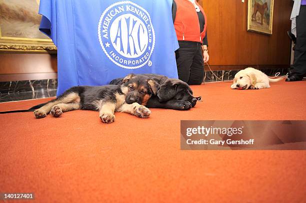 Ziva, a German Shepherd pup and Brooklyn's Deli, a black Labrador Retriever pup take a rest as American Kennel Club announces Most Popular Dogs in...