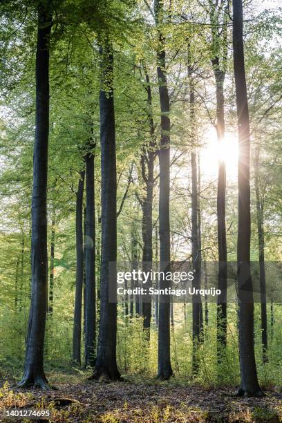 sunbeam piercing a beech forest canopy - tree trunk wide angle stock pictures, royalty-free photos & images