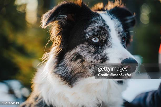 curious black and white color dog looking away - animal whisker stock pictures, royalty-free photos & images