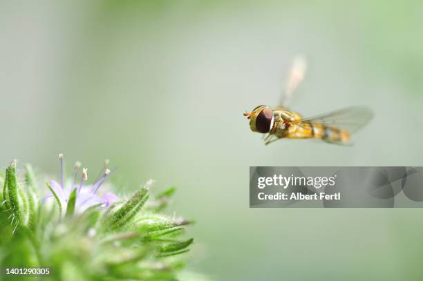 schwebfliege büschelschön - hoverfly stock pictures, royalty-free photos & images