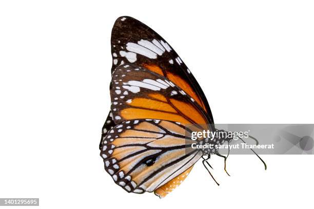 butterfly on a white background isolate - mariposa monarca fotografías e imágenes de stock