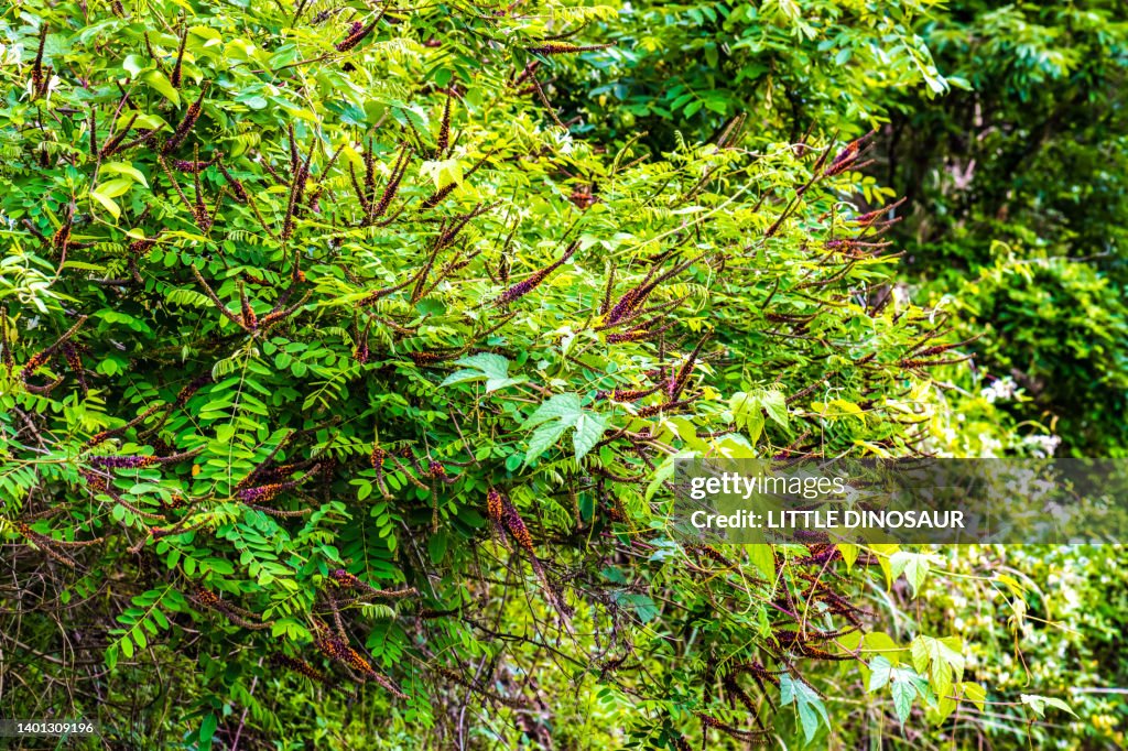 Indigobush (Amorpha fruticosa)