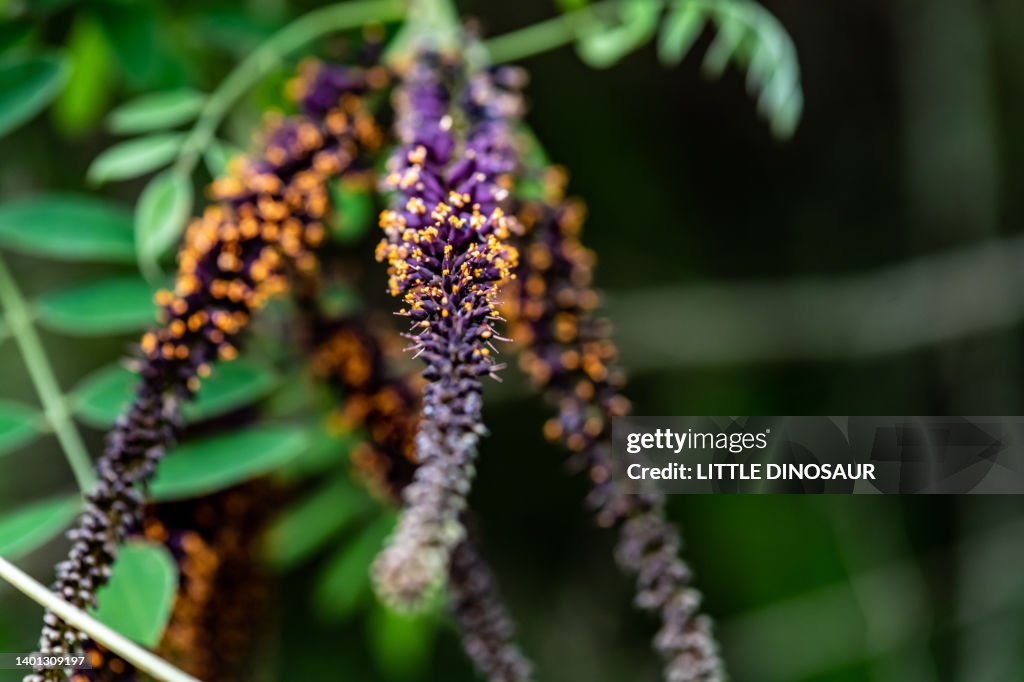 Indigobush (Amorpha fruticosa)