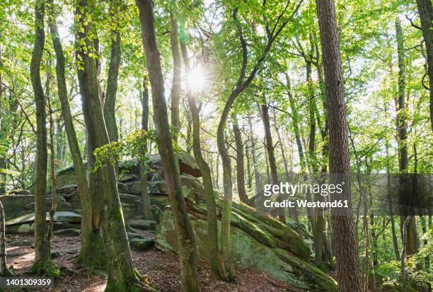 sunlight streaming through beech trees in palatinate forest, germany - bioreserve stock pictures, royalty-free photos & images