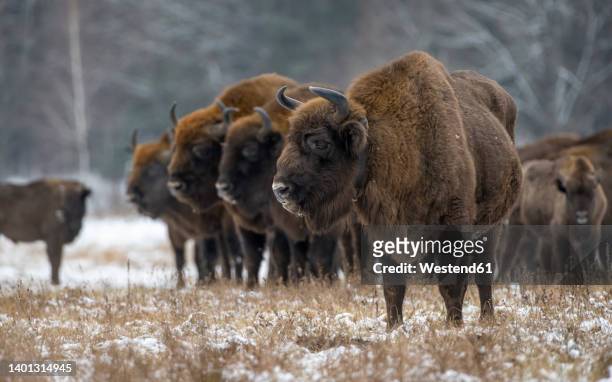 poland, podlaskie voivodeship, european bison (bison bonasus) in bialowieza forest - bison stock pictures, royalty-free photos & images