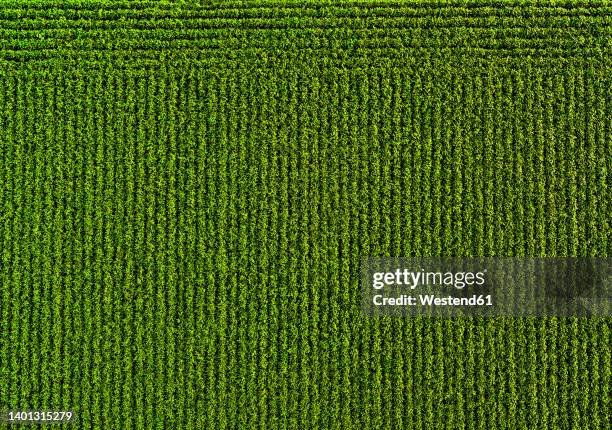 drone view of green soybean field - monokultur stock-fotos und bilder