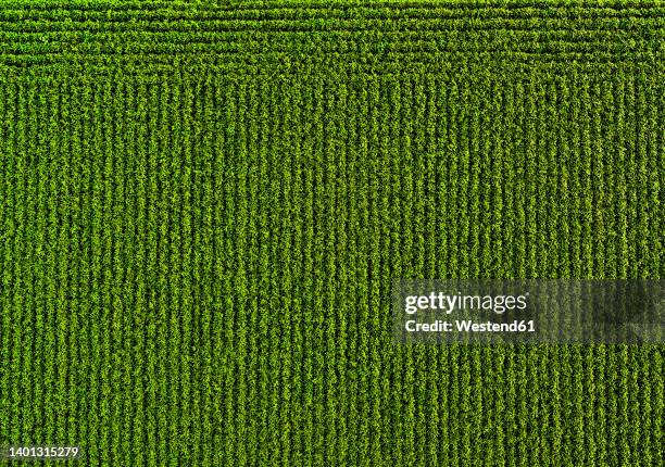 drone view of green soybean field - monoculture stock pictures, royalty-free photos & images
