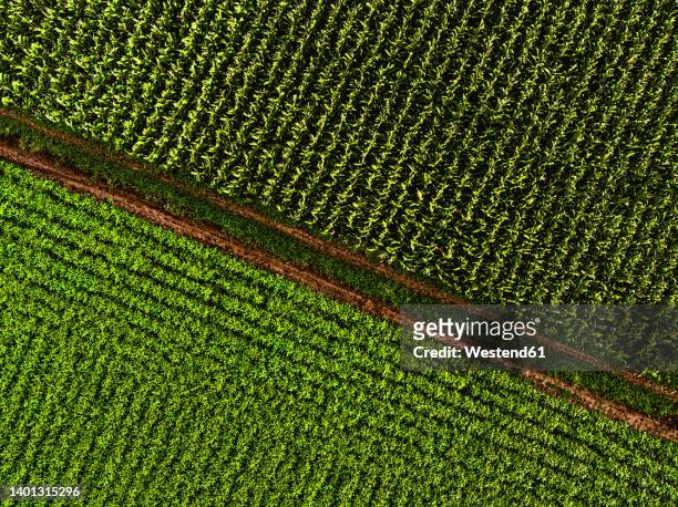 drone view of footpath separating corn and soybean fields - organic farming stock pictures, royalty-free photos & images