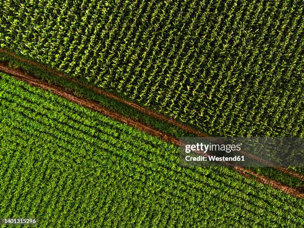 drone view of footpath separating corn and soybean fields - organic farm 個照片及圖片檔