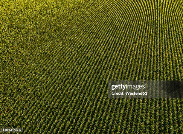 drone view of vast corn field - monokultur stock-fotos und bilder