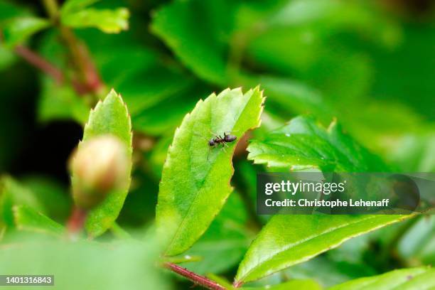 ant in a garden, seine et marne, france - ant close up stock pictures, royalty-free photos & images