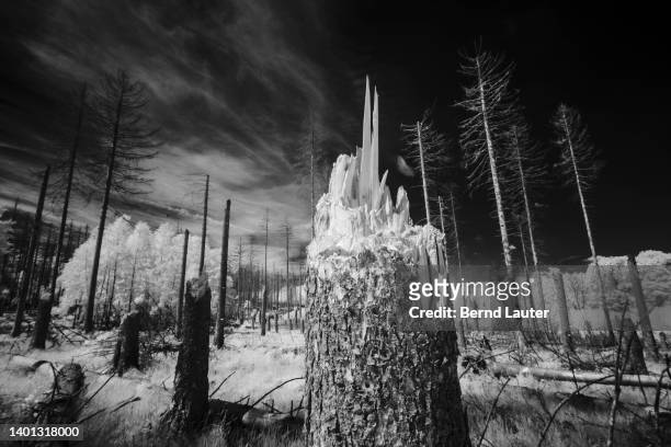 Dead spruce trees stand and lie on the ground at Eifel National Park on June 2, 2022 in Schleiden, Germany. They have been affected by drought and...
