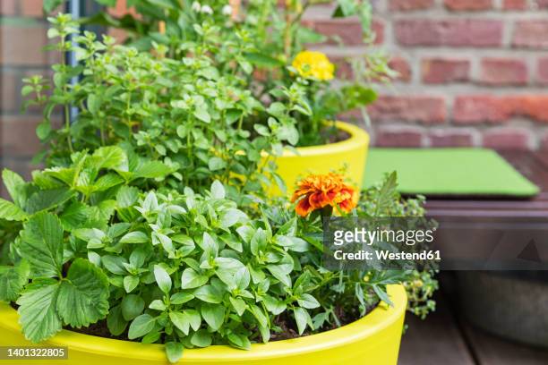 herbs cultivated in balcony garden - balkon blumen stock-fotos und bilder
