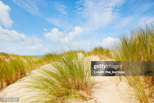 marram grass at a sand dune against sky - timotheusgras stock-fotos und bilder