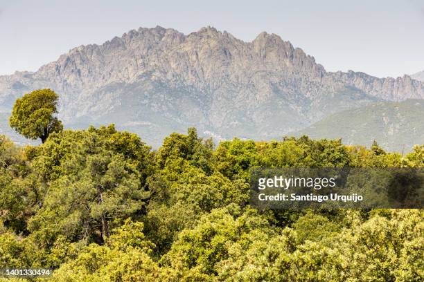 majestic mountain range in central corsica - pine woodland stock-fotos und bilder