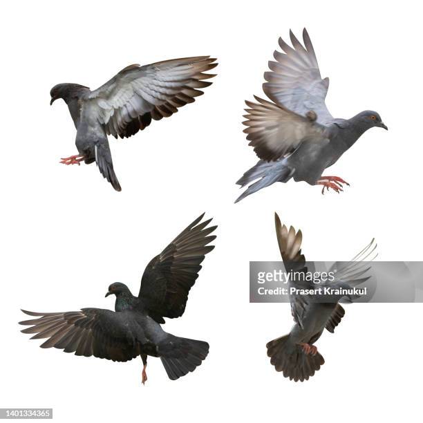 flying pigeon with clipping path isolated on a white background - white pigeon stock-fotos und bilder
