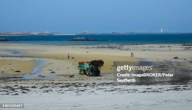 beach plage de kloukouri with tractor loading seaweed, on the right lighthouse phare de l'ile vierge, atlantic coast near landeda, pays des abers, departement finistere penn ar bed, region bretagne breizh, france - meeresalge stock-fotos und bilder