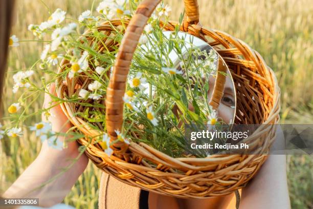 young beautiful millennial woman stands in a golden wheat field at sunset and looks in round mirror in basket with daisy flowers. - margarida imagens e fotografias de stock