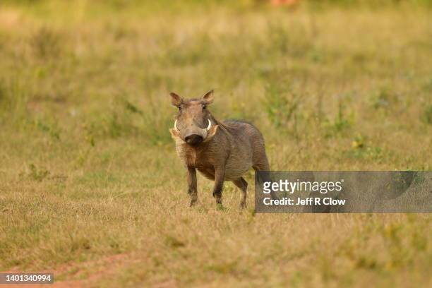 wild warthog with tusks in south africa on photo safari - boar tusk stock pictures, royalty-free photos & images
