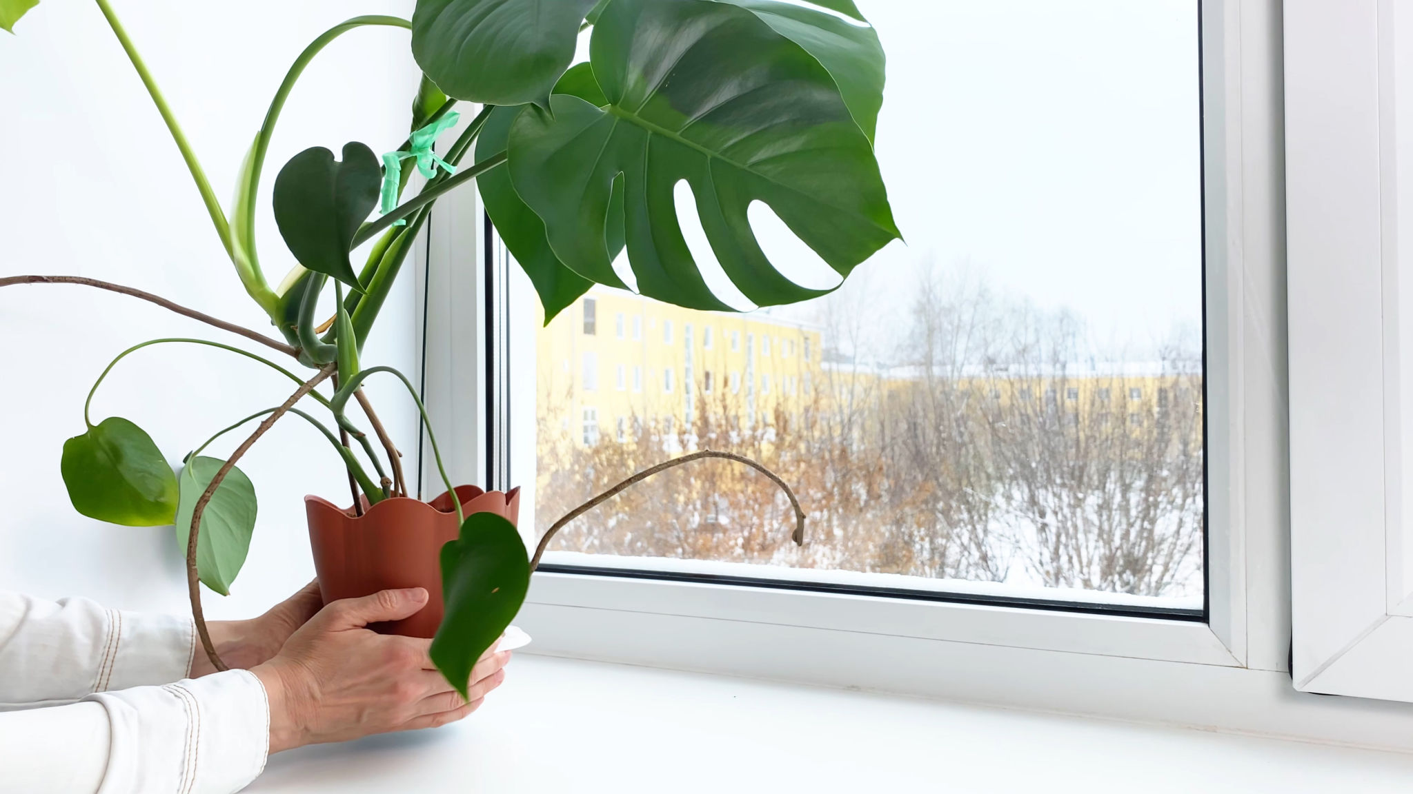 office plants winter